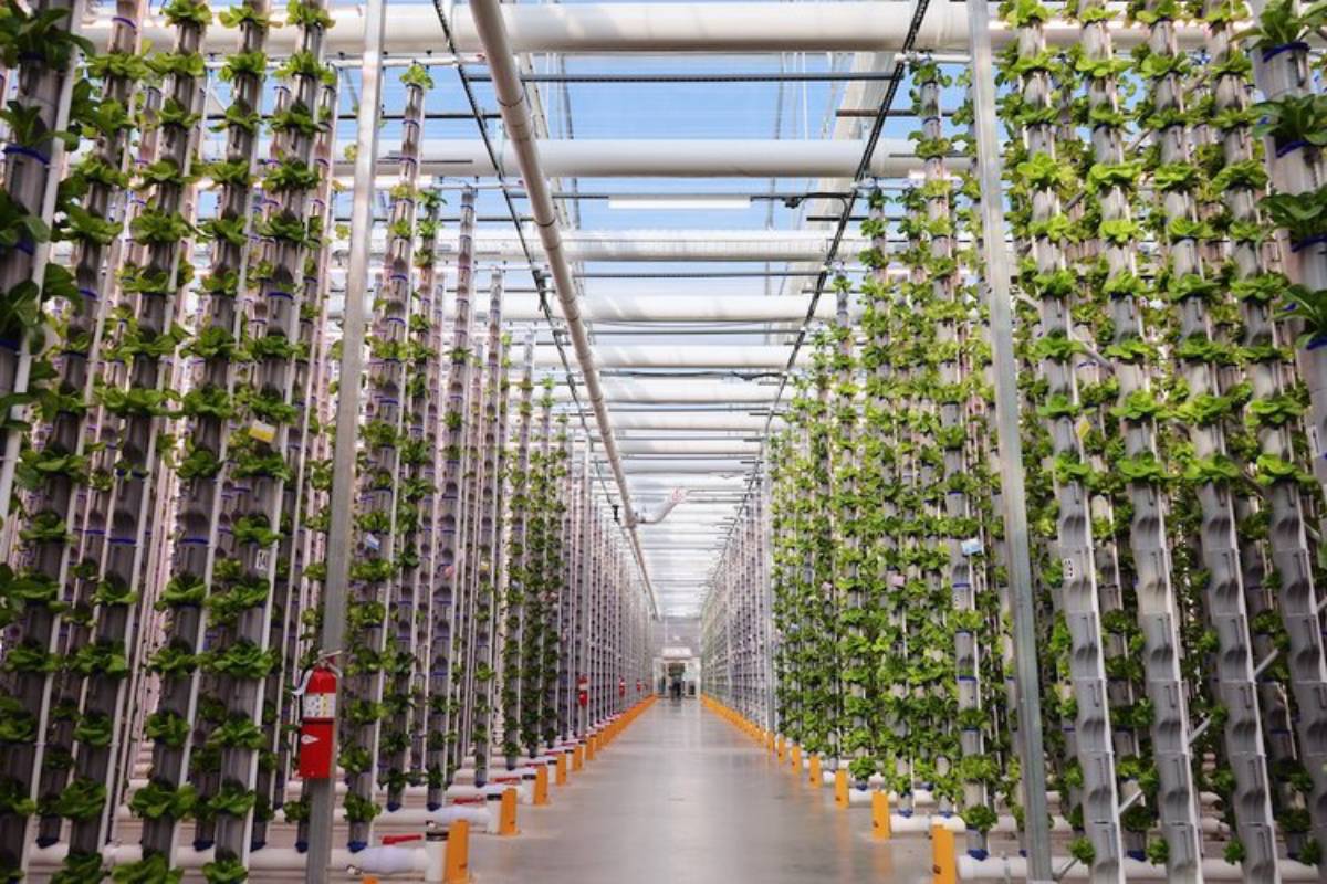 Inside a large vertical farm with rows of lush green plants growing in a controlled environment under a glass ceiling.